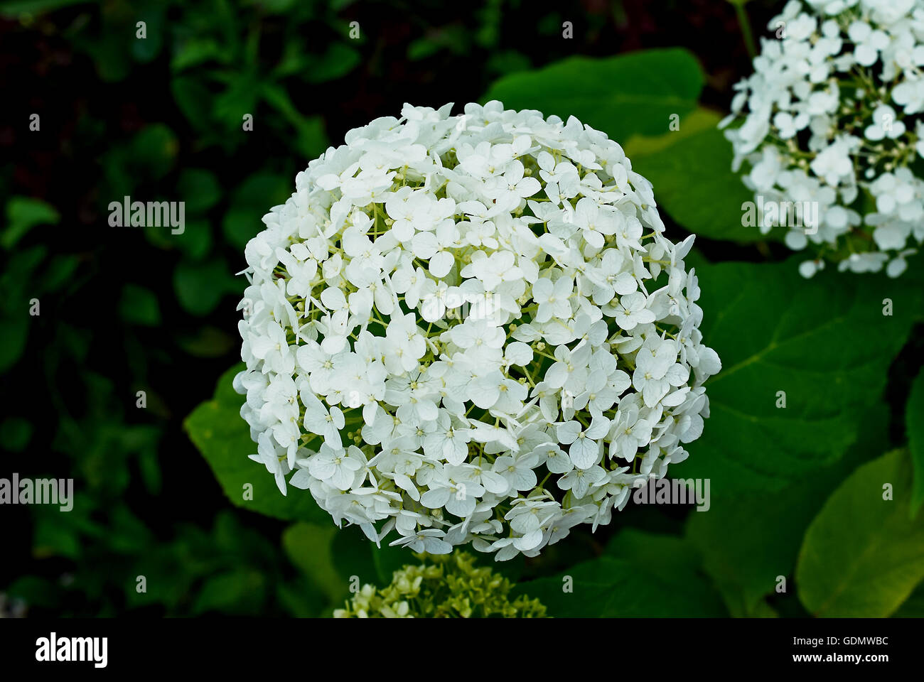 hydrangea paniculata white on a green background Stock Photo - Alamy