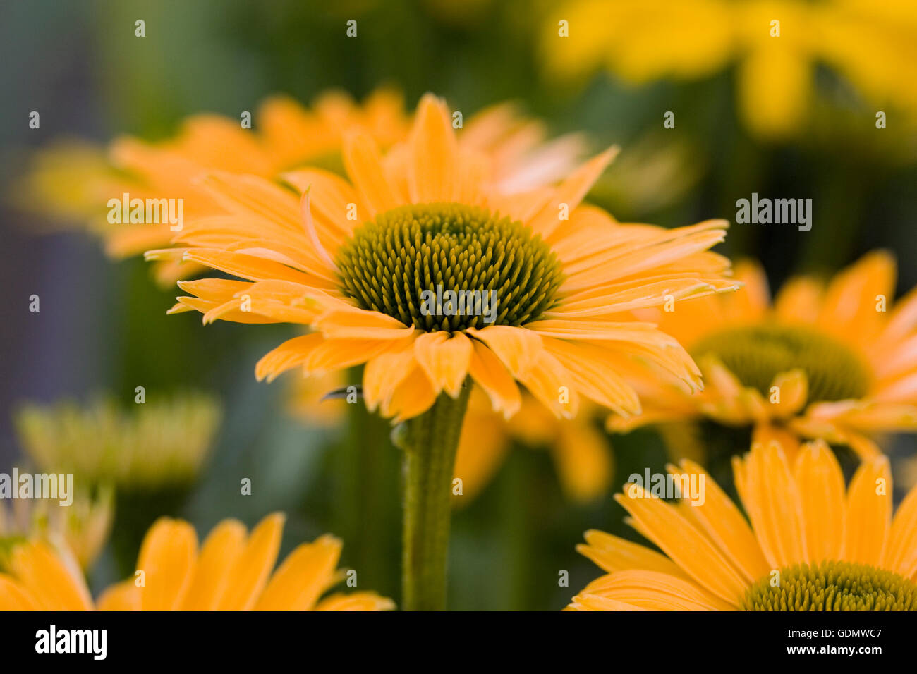 Echinacea purpurea sunseekers mellow hires stock photography and