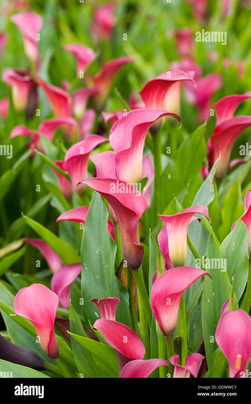 Zantedeschia 'Pink Puppy' flowers growing outdoors. Stock Photo