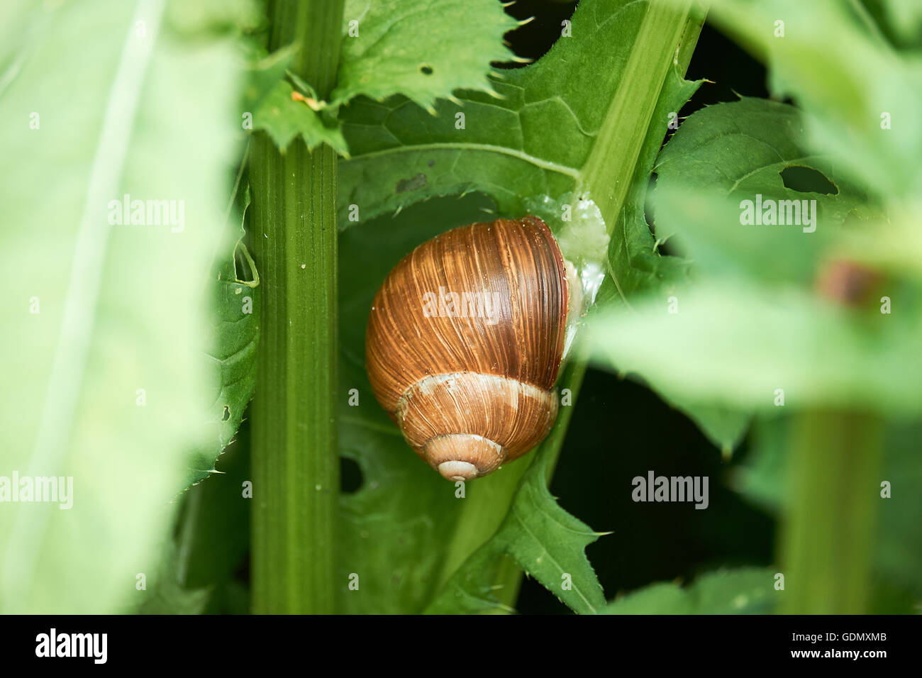 Big snail with a brown shell, sitting on a stem of a green plant in a ...
