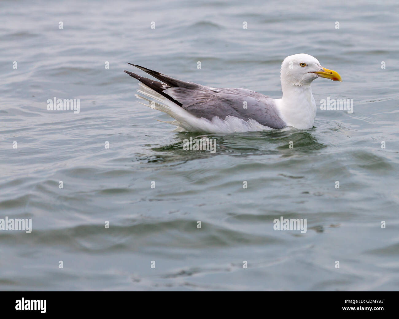 seagull sitting in salt water Stock Photo