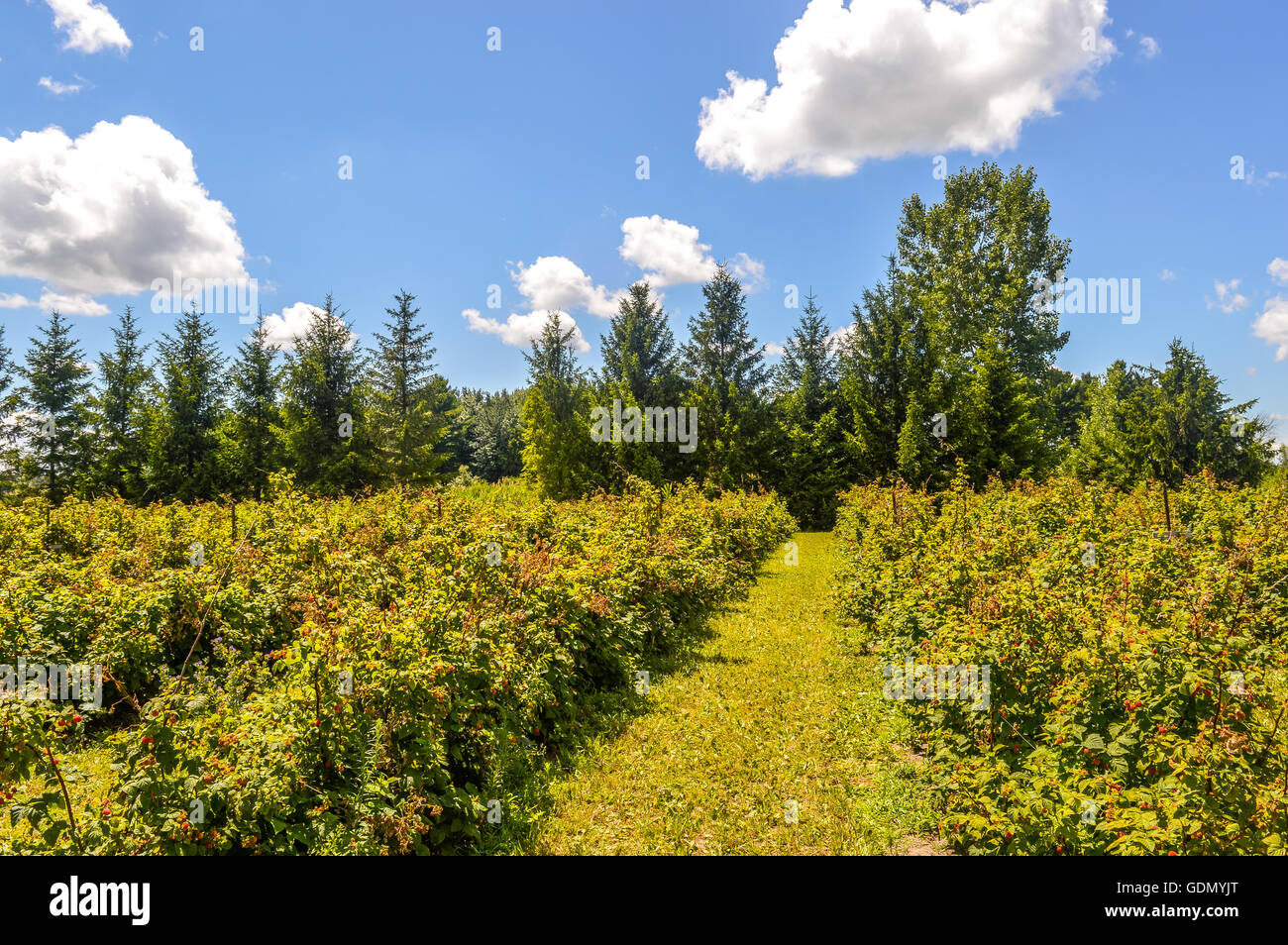 Raspberry bushes in Quebec, Canada Stock Photo
