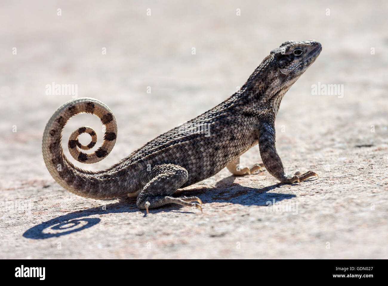 Northern curly-tailed lizard (Leiocephalus), Cuba Stock Photo