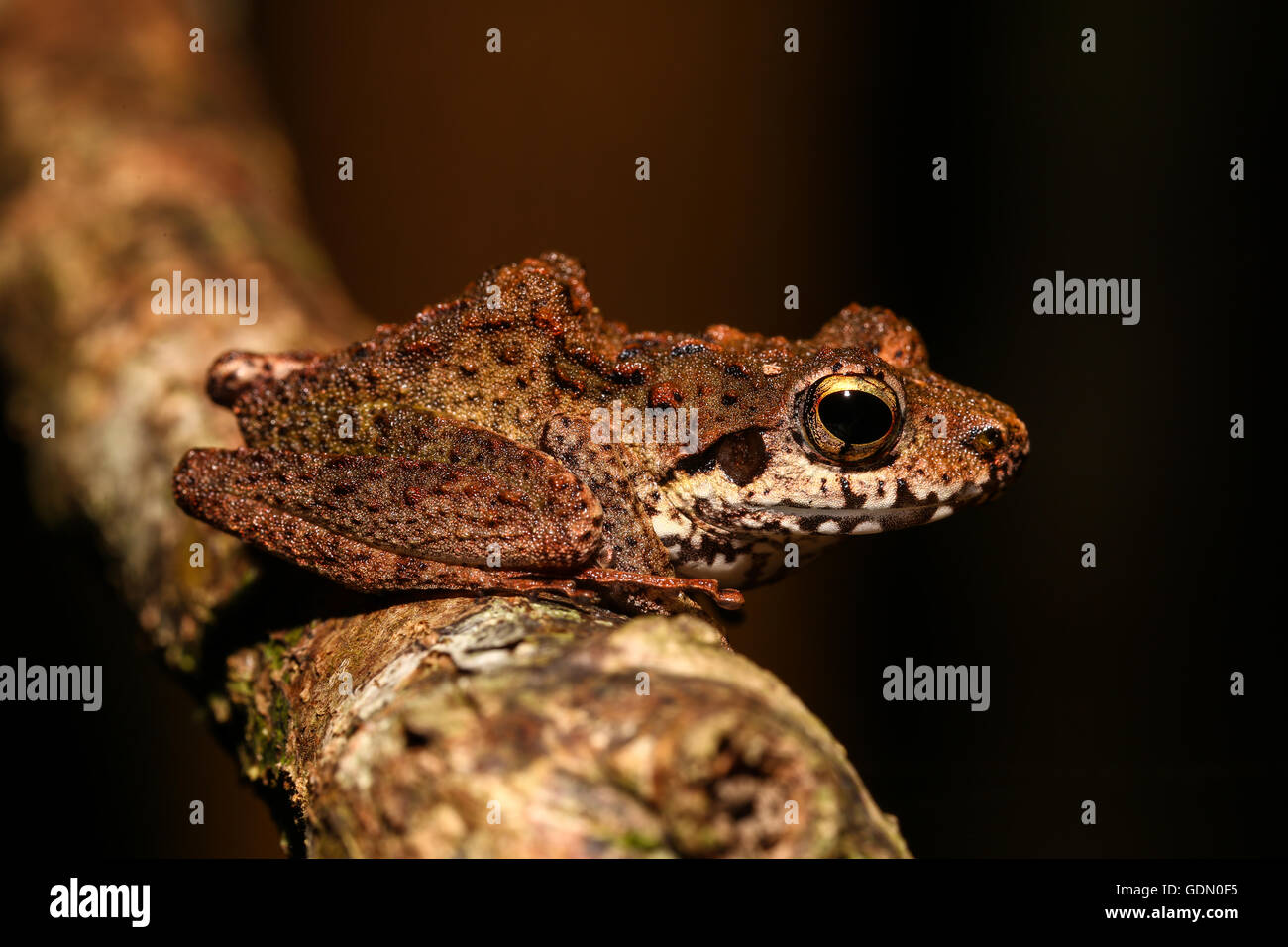 Boulenger's Madagascar Frog (Gephyromantis boulengeri), Nosy Mangabe, eastern Madagascar, Madagascar Stock Photo