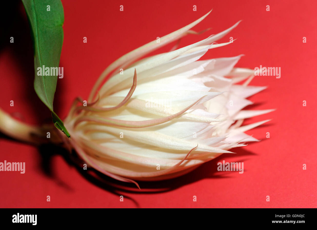 Queen of the Night, flower Stock Photo Alamy