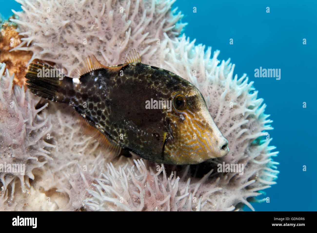 Undefined Filefish (Monacanthidae) on keratose sponge (Dysidea sp.), Tukangbesi Archipelago, Wakatobi National Park, Banda Sea Stock Photo