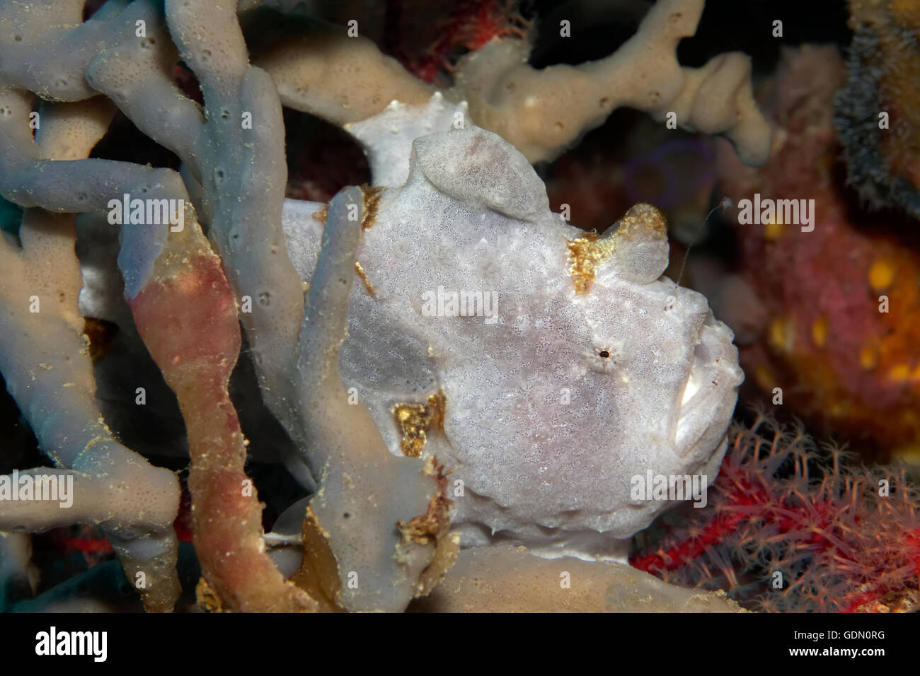 Gray Frogfish (Antennarius sp.) hidden in the sponge, Tukangbesi Archipelago, Wakatobi National Park, Banda Sea Stock Photo