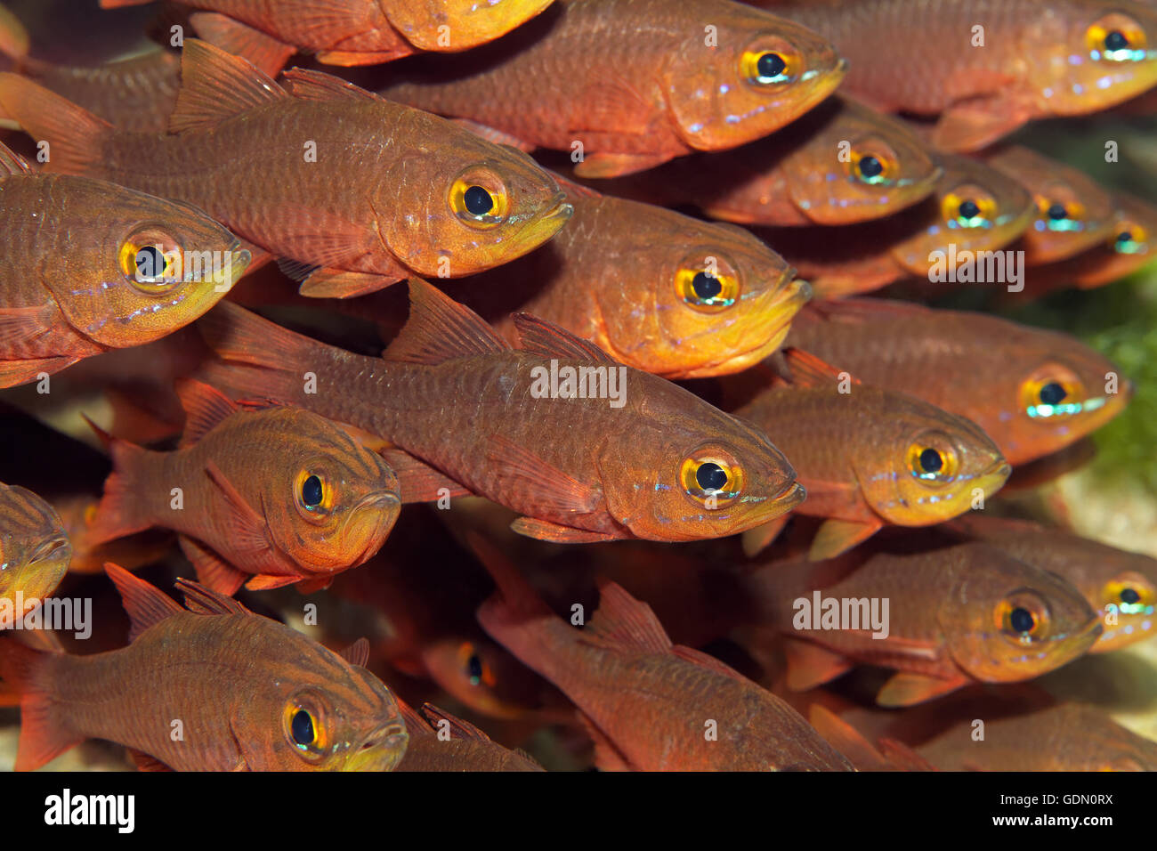 Crowded shoal of cardinalfishes (Apogon chrysotaenia), Tukangbesi Archipelago, Wakatobi National Park, Banda Sea Stock Photo