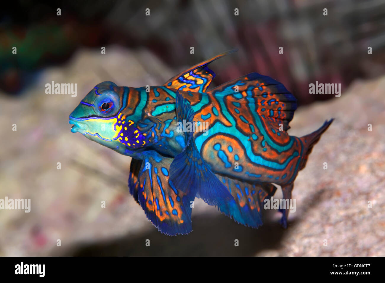 Mandarinfish or mandarin dragone (Synchiropus splendidus) Tukangbesi Achipelago, Wakatobi National Park, Banda Sea Stock Photo