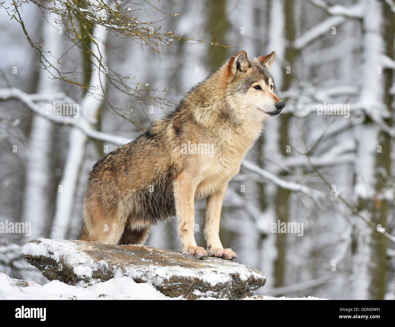 Male Eastern Wolf, Eastern timber wolf (Canis lupus lycaon) in winter, on  the lookout, Baden-Württemberg, Germany Stock Photo - Alamy