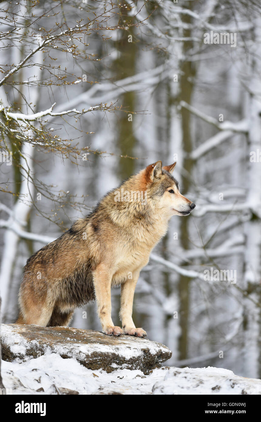 Eastern timber wolf hires stock photography and images Alamy