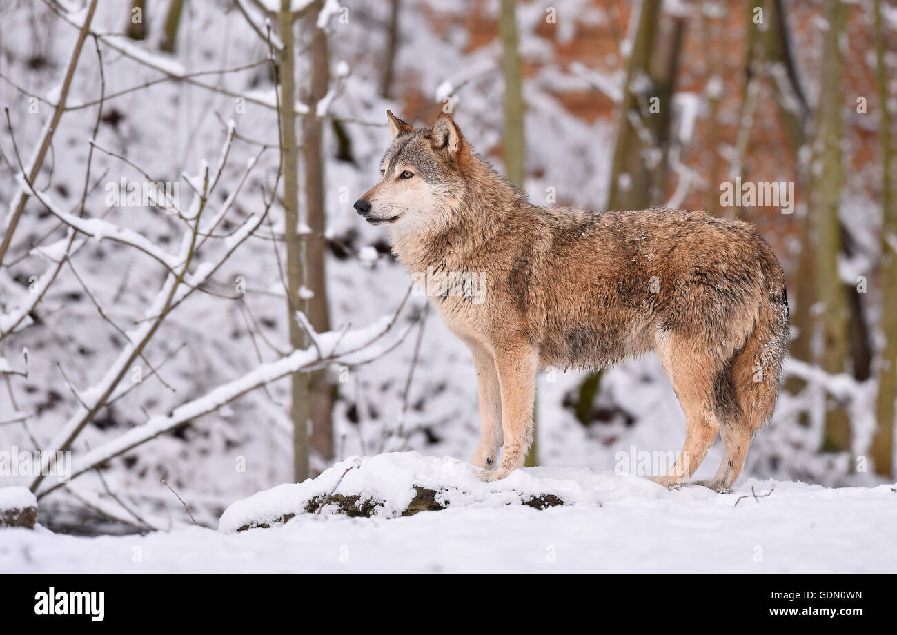 Male Eastern Wolf, Eastern timber wolf (Canis lupus lycaon) in winter, on  the lookout, Baden-Württemberg, Germany Stock Photo - Alamy