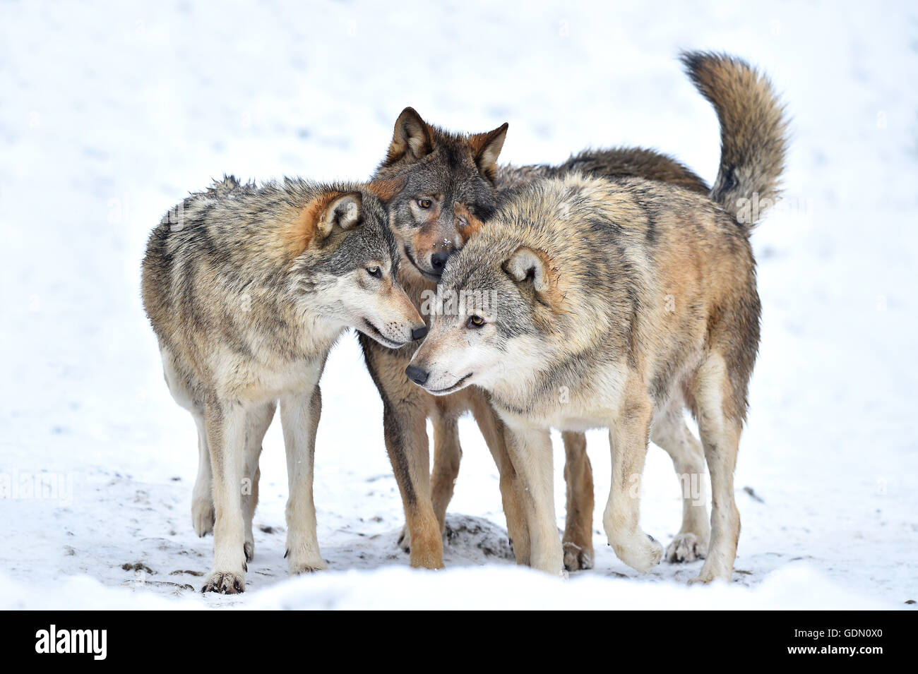 One-year old Eastern Wolf, Eastern timber wolf (Canis lupus lycaon), Young wolves playing in winter, Baden-Württemberg, Germany Stock Photo