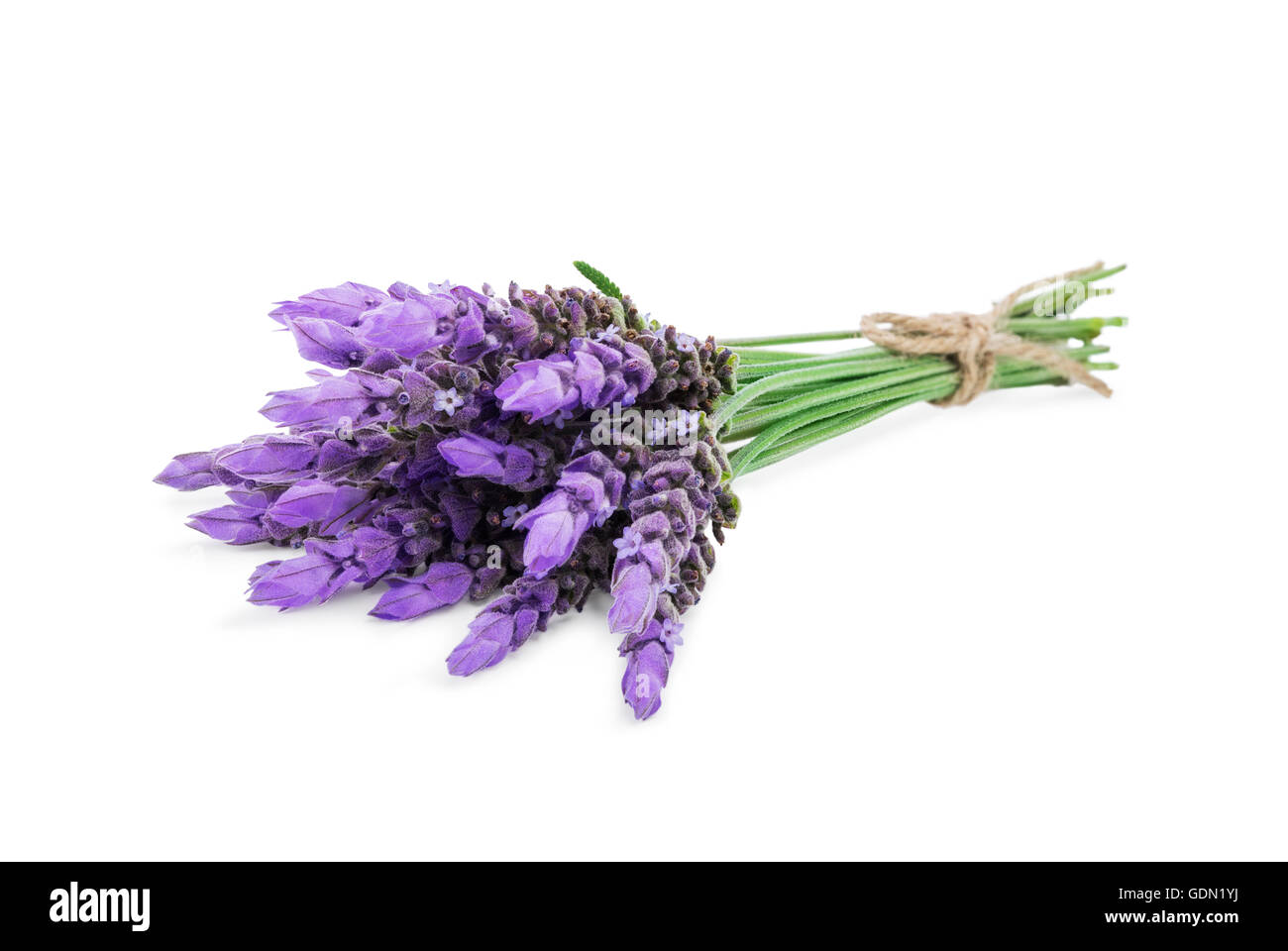 bundle of lavender flowers isolated on white background Stock Photo - Alamy