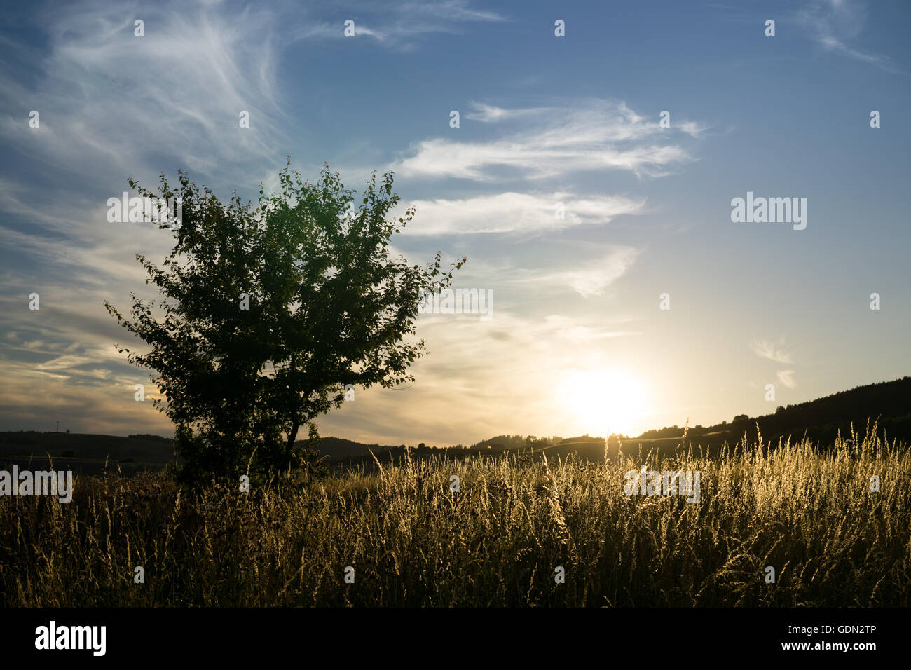Alone tree in the shine of sunset Stock Photo - Alamy