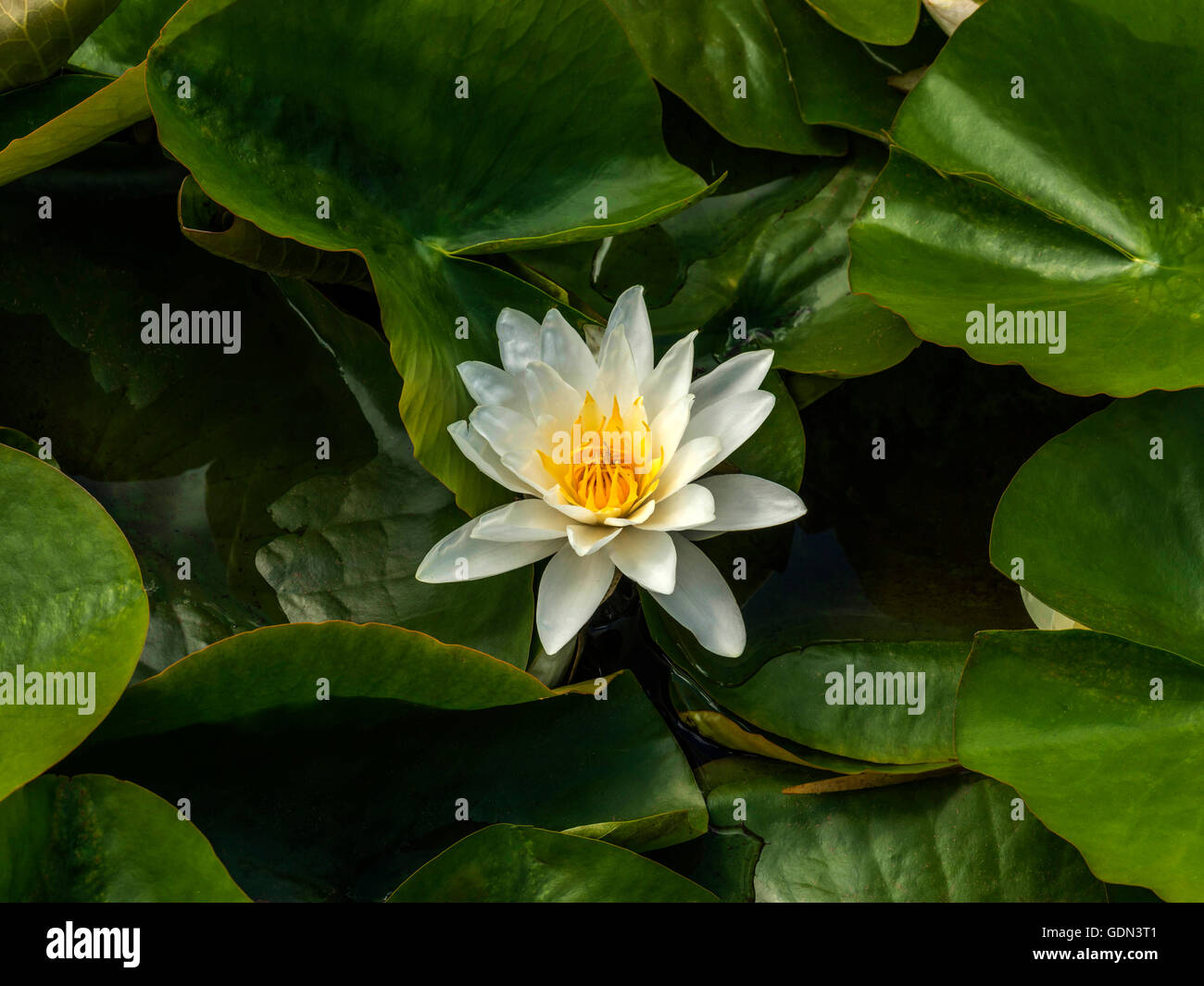Beautiful white and yellow water lily (Nymphaeaceae) depicted in a pond setting surrounded by green leafage. Stock Photo