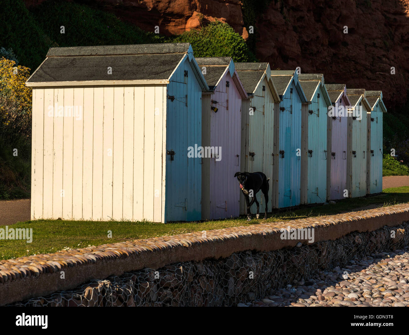 Seaside scene depicting a row of multicolored beach huts with black dog trotting past, pebbled beach and Jurassic coast. Stock Photo