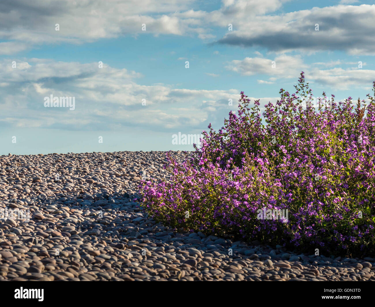 Summer seaside scene depicting pebble beach with mass of pink flowers with blue sky backdrop. Stock Photo