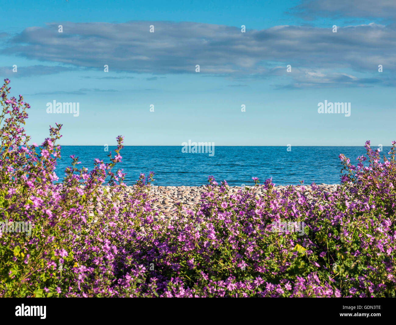 Summer seaside scene depicting pebble beach with mass of pink flowers with blue sky backdrop. Stock Photo