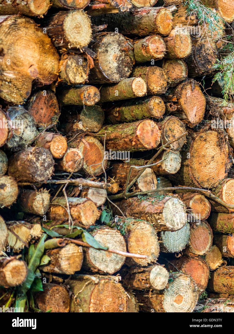 Close up image depicting recently felled trees stacked in log piles, focusing on the form and shape of the exposed trunk. Stock Photo