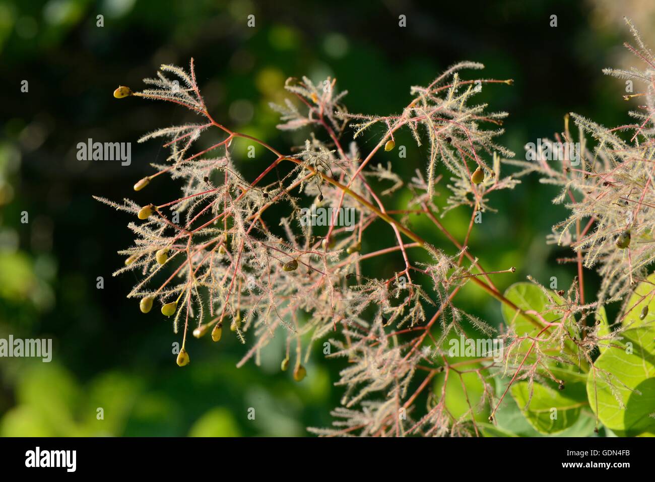 European smoketree / Dyer's sumach (Cotinus coggygria) feathery infructescence with developing drupes, Bosnia and Herzegovina. Stock Photo