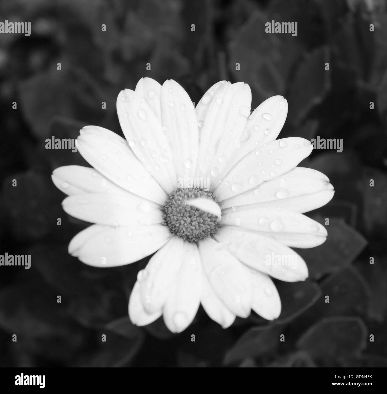 white and black photo taken of a daisy with raindrops Stock Photo