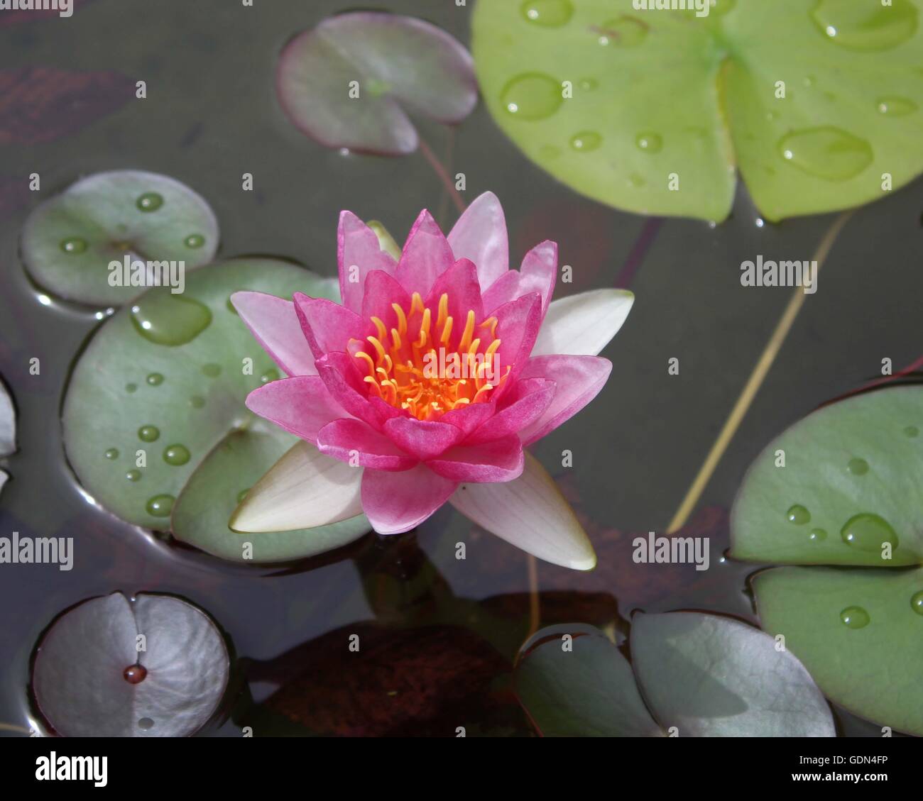 beautiful pink water lily in full bloom in a small pond Stock Photo