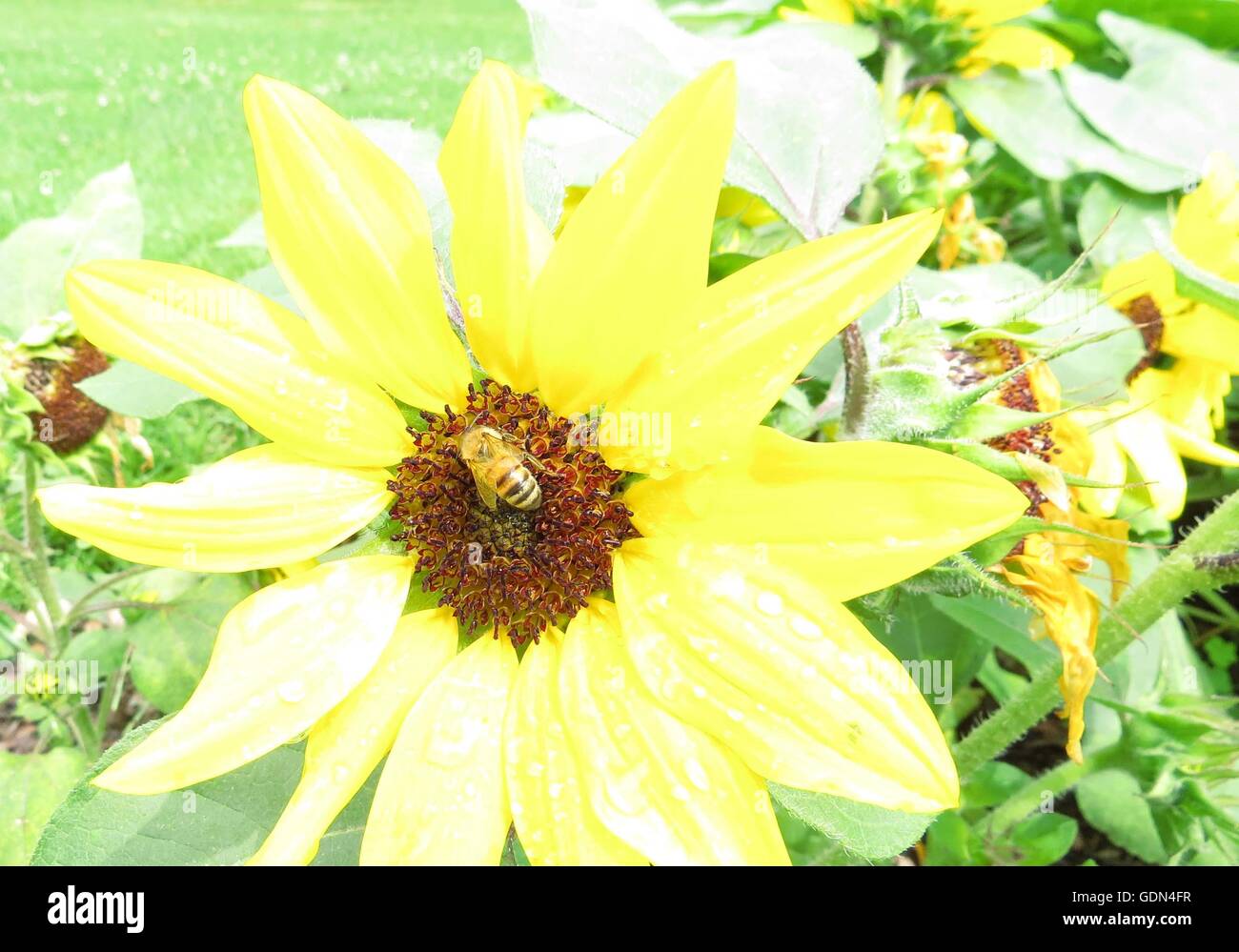 honey bee sipping nectar on a yellow daisy Stock Photo