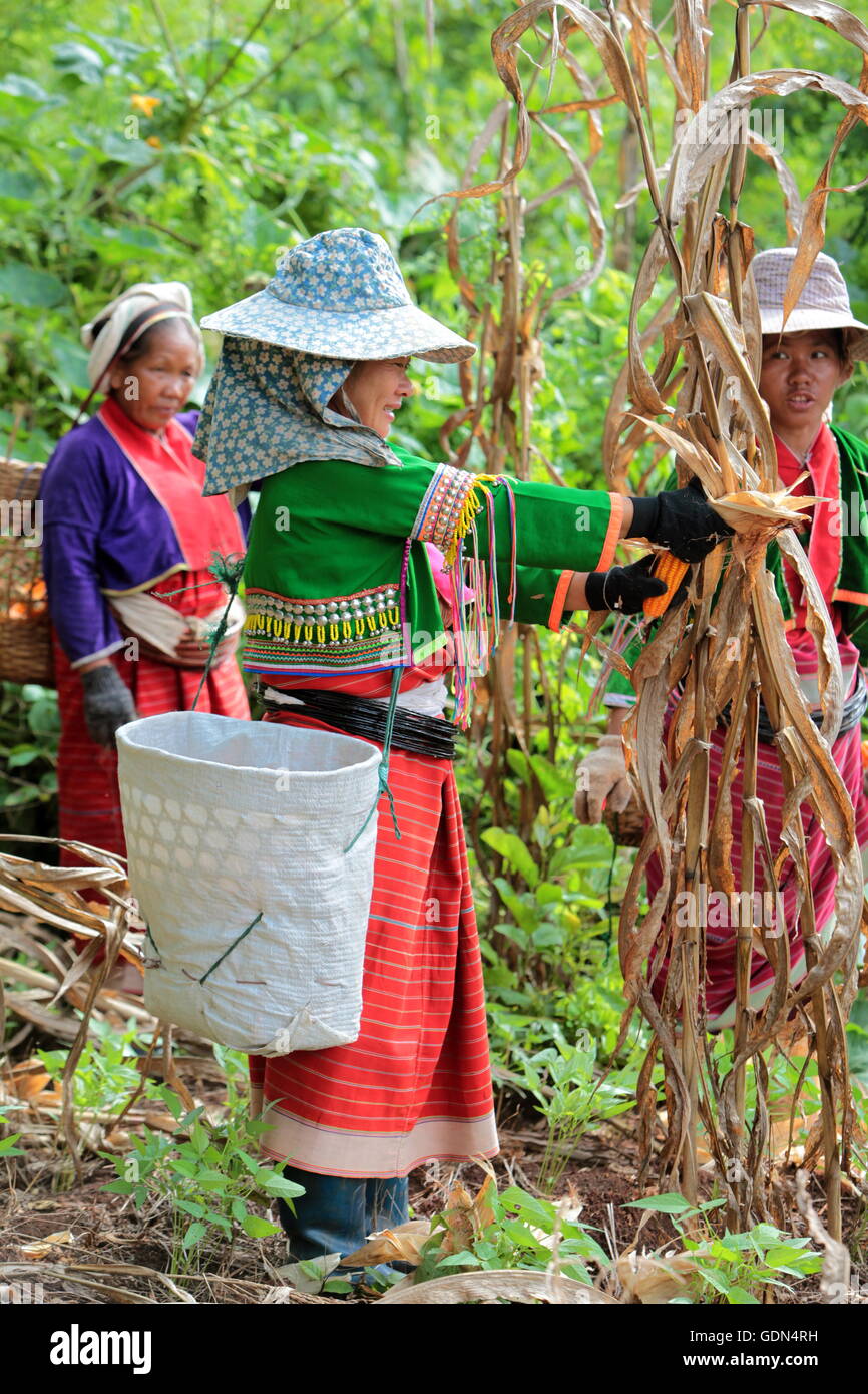 people of the Dara-Ang minority in the corm fields neat the village of Chiang Dao north of the city of chiang mai in the north o Stock Photo