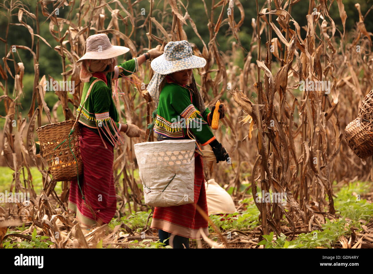 people of the Dara-Ang minority in the corm fields neat the village of Chiang Dao north of the city of chiang mai in the north o Stock Photo
