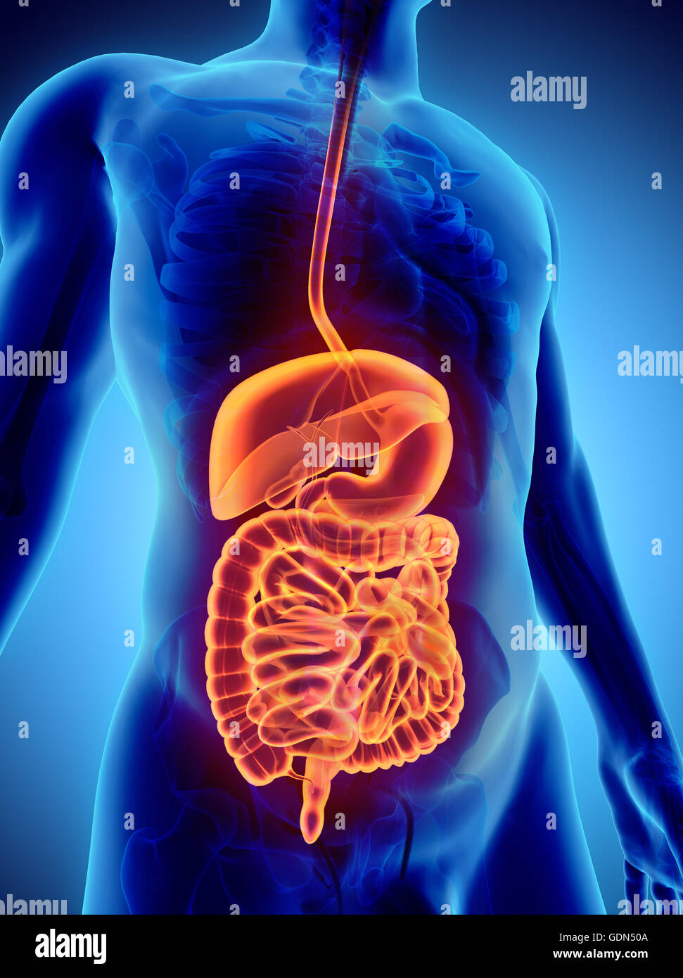 3D human male xray digestive system, medical concept, 3d illustration