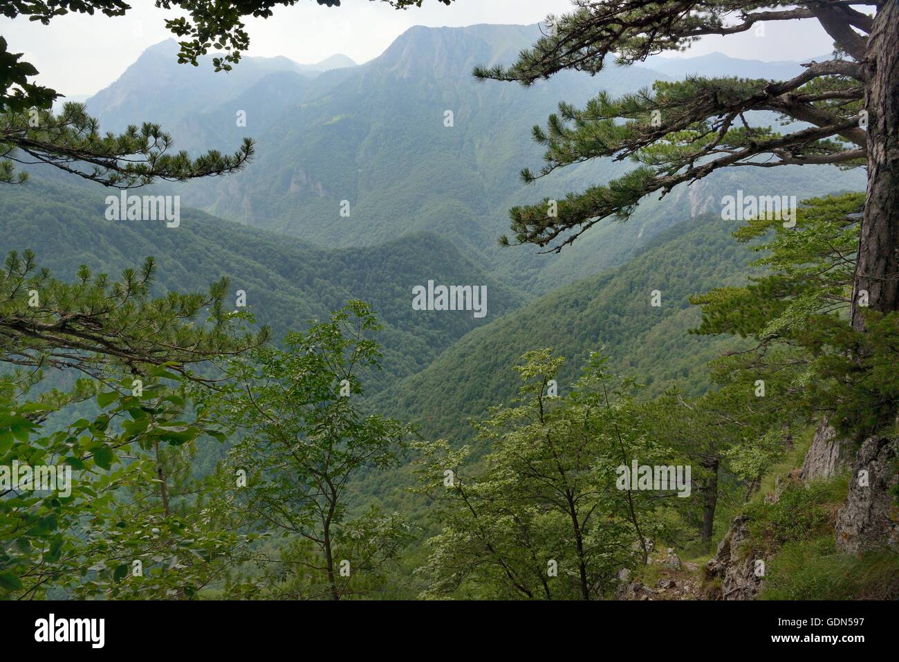 Overview of Perucica primeval forest, one of Europe's few surviving rainforests, Sutjeska National Park, Bosnia and Herzegovina. Stock Photo