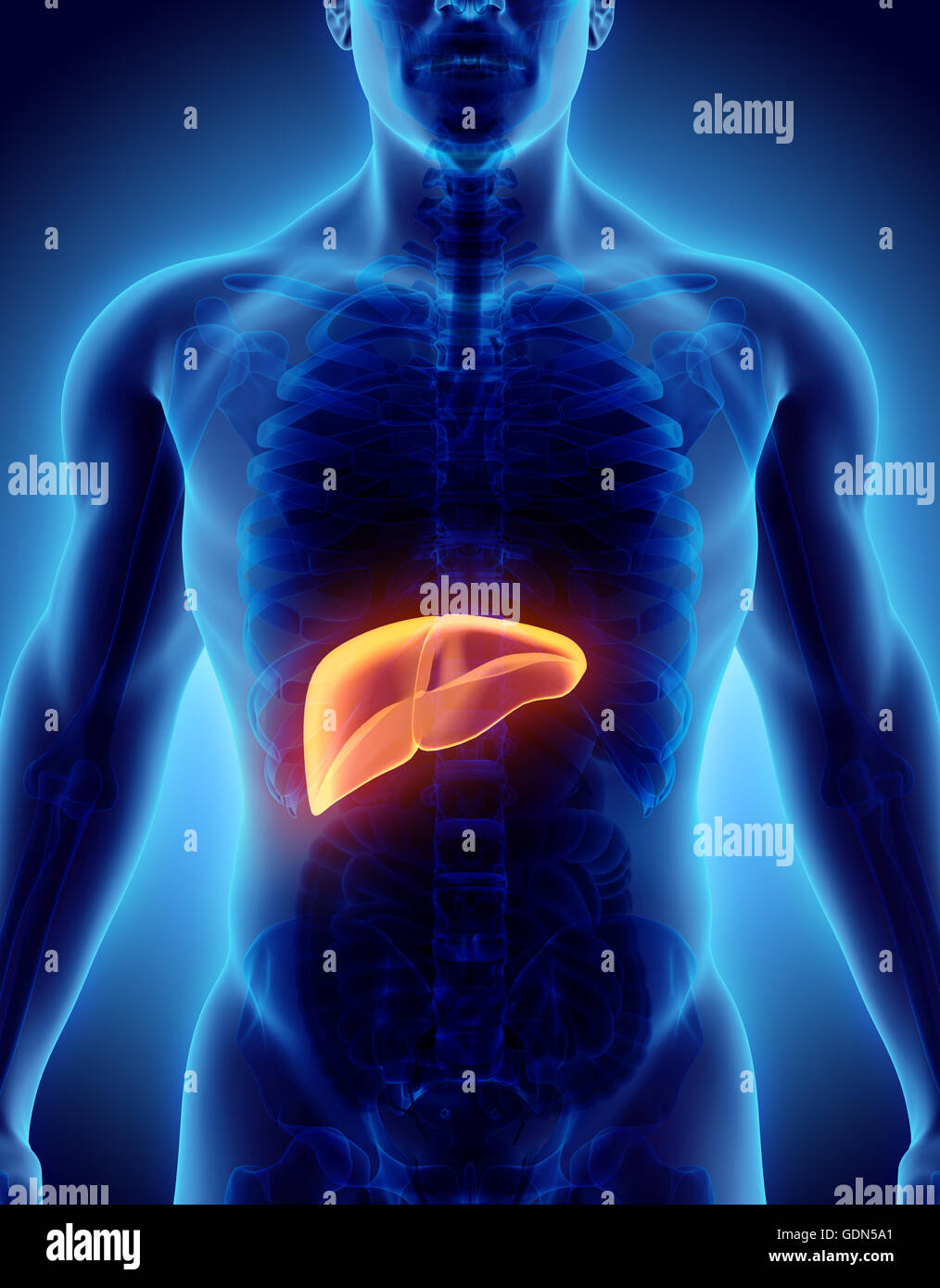 3D illustration of shiny orange Liver Part of Digestive System