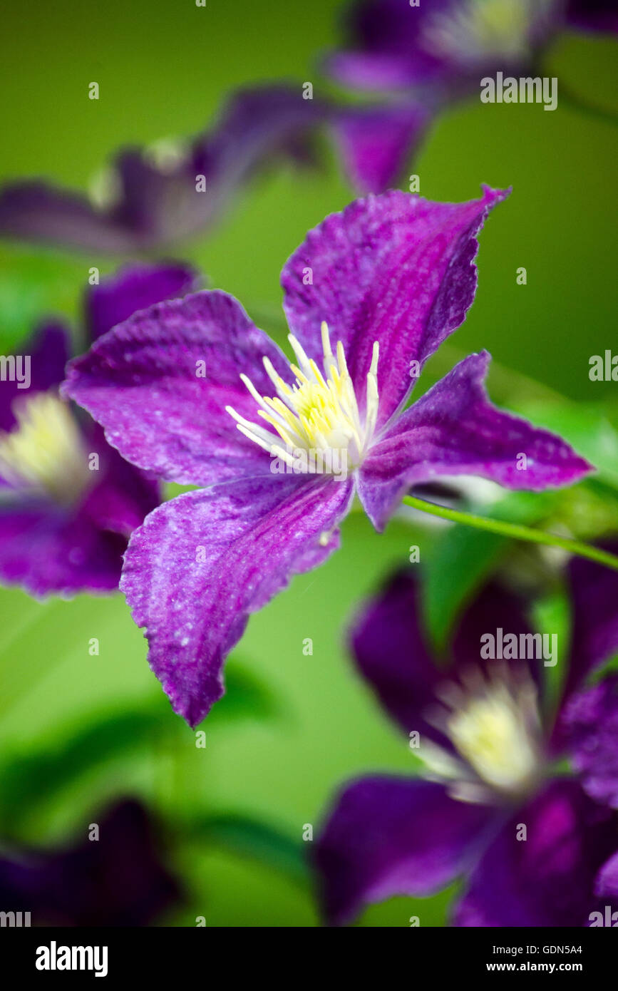 Clematis flower close up Stock Photo