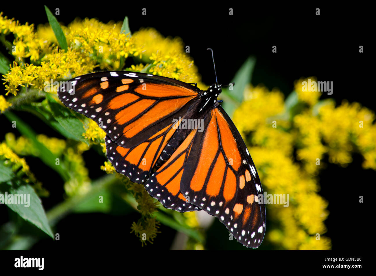 Monarch butterfly feeding on goldenrod flowers up close Stock Photo