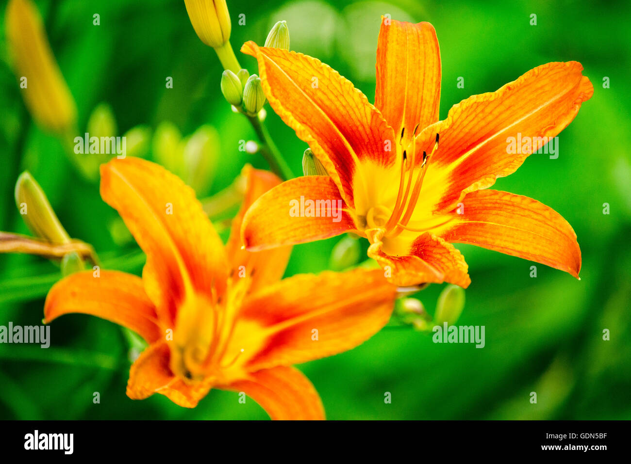 Orange lilies with green foliage close up Stock Photo