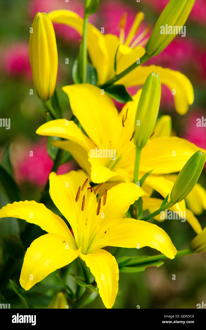 Colorful Easter lilies blooming in summer garden. Stock Photo