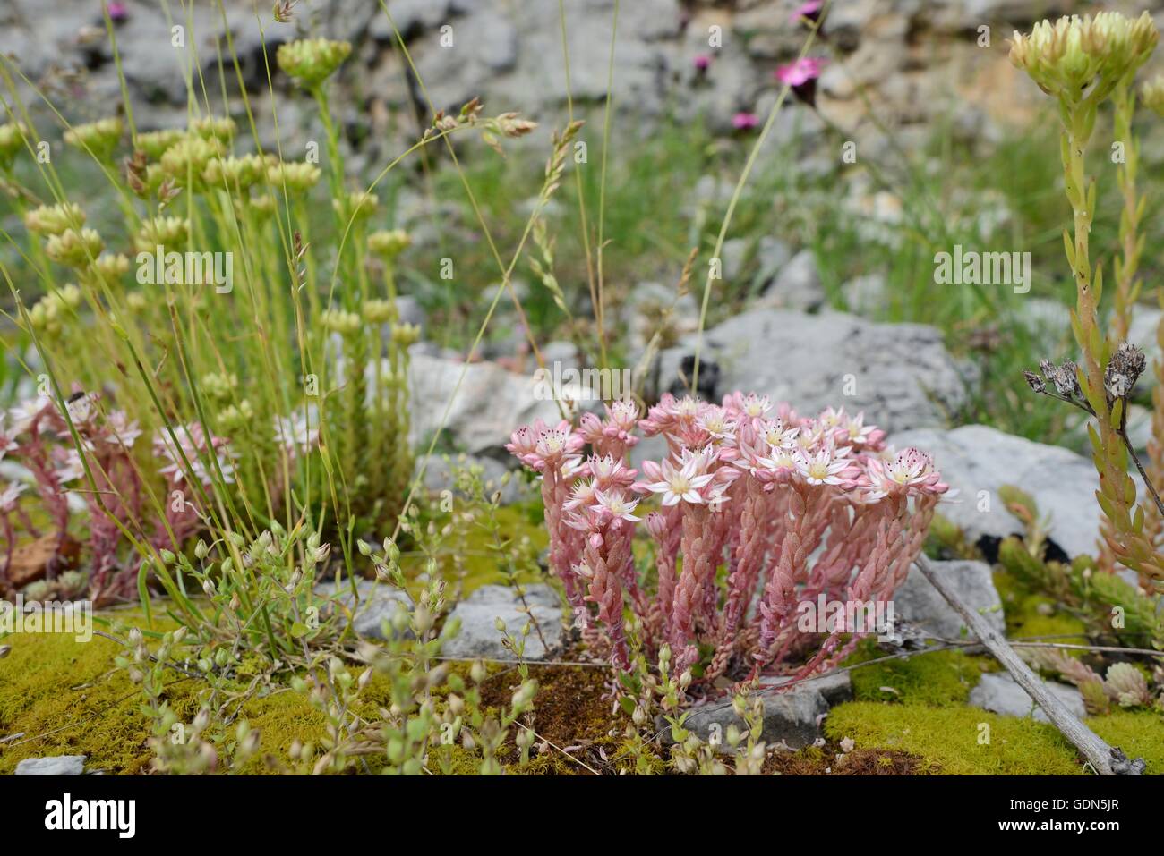 Spanish stonecrop (Sedum hispanicum) and European stonecrop (Sedum ochroleucum) clumps flowering among limestone rocks and scree Stock Photo