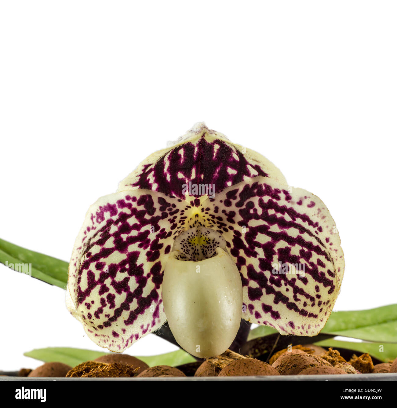 Orchid name ' Paphiopedilum godefroyae ' on white background Stock Photo