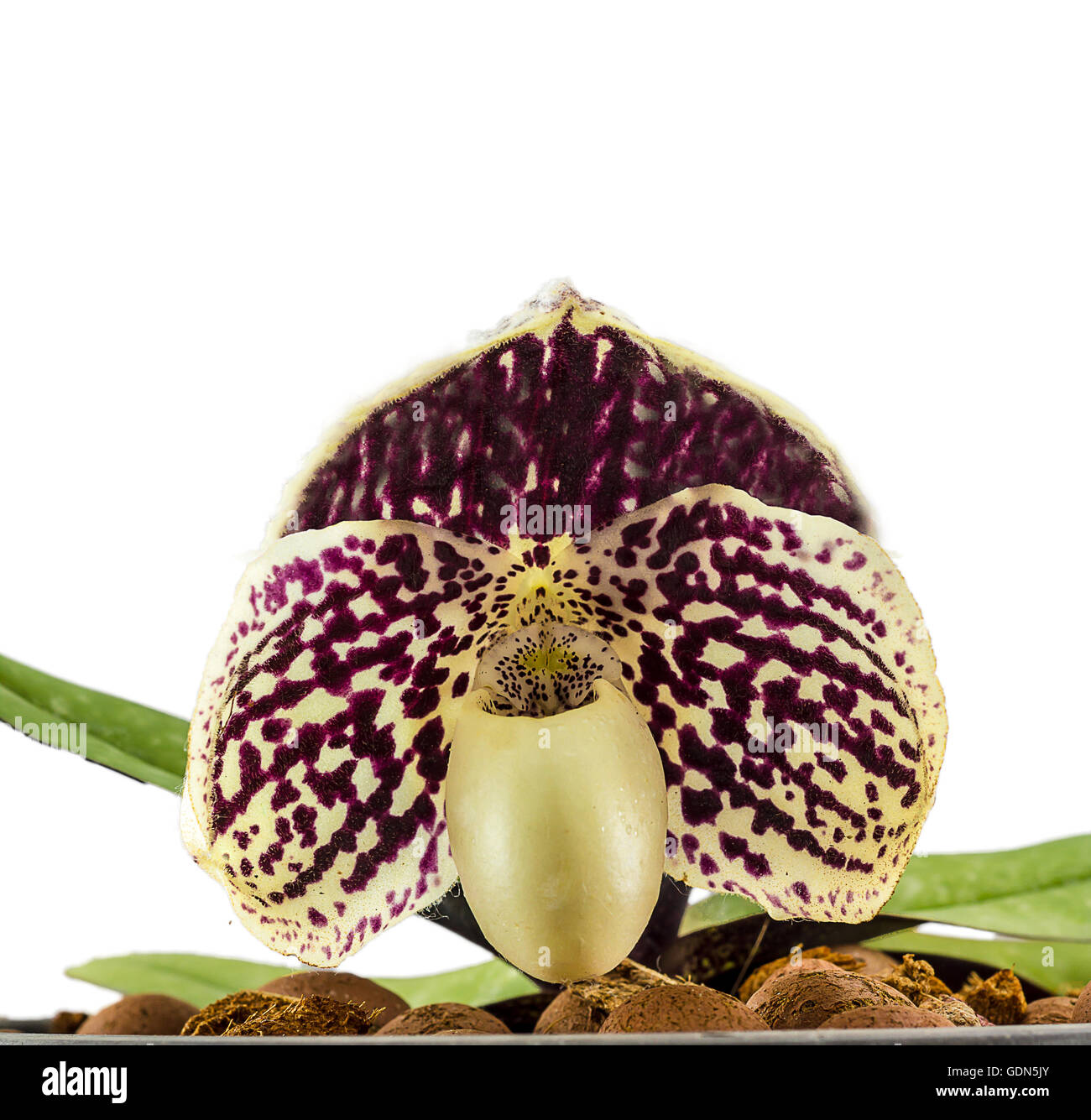 Orchid name ' Paphiopedilum godefroyae ' on white background Stock Photo