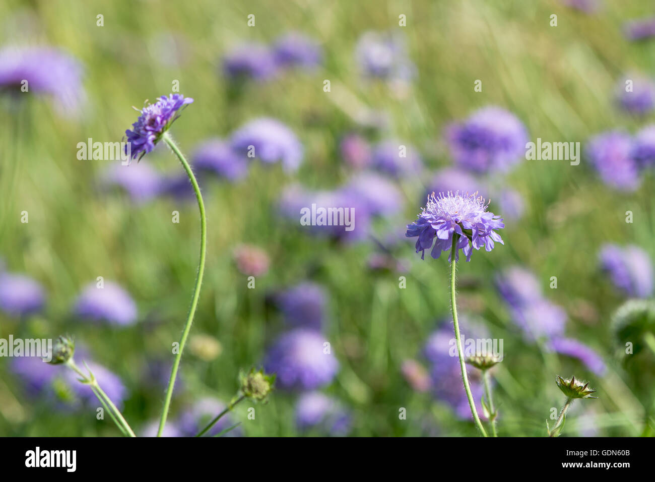 Field scabious (Knautia arvensis) group of flowers. Patch of purple flowered plants in the family Caprifoliaceae, in bloom Stock Photo
