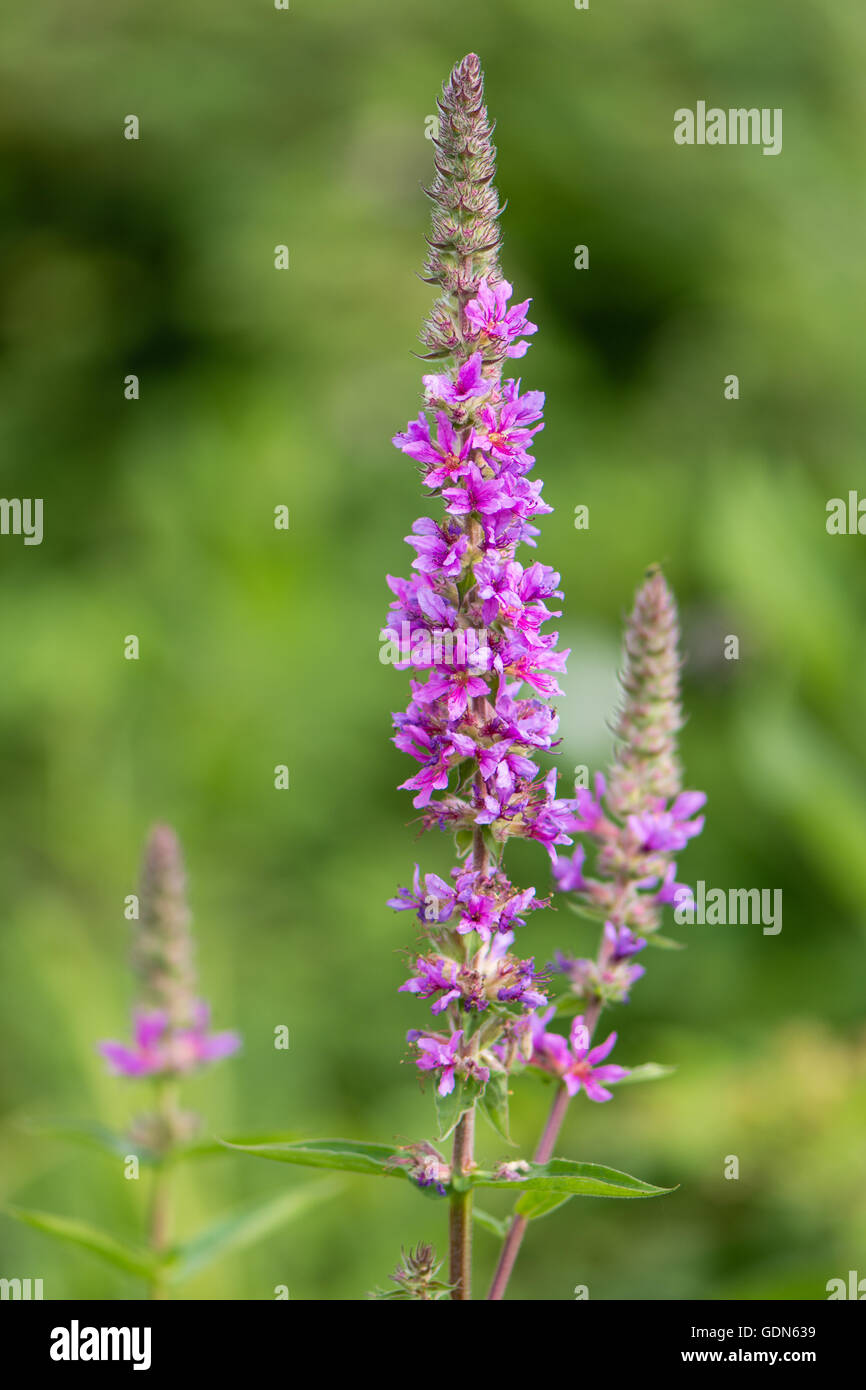 Purple loosestrife (Lythrum salicaria) inflorescence. Flower spikes of plant in the family Lythraceae Stock Photo
