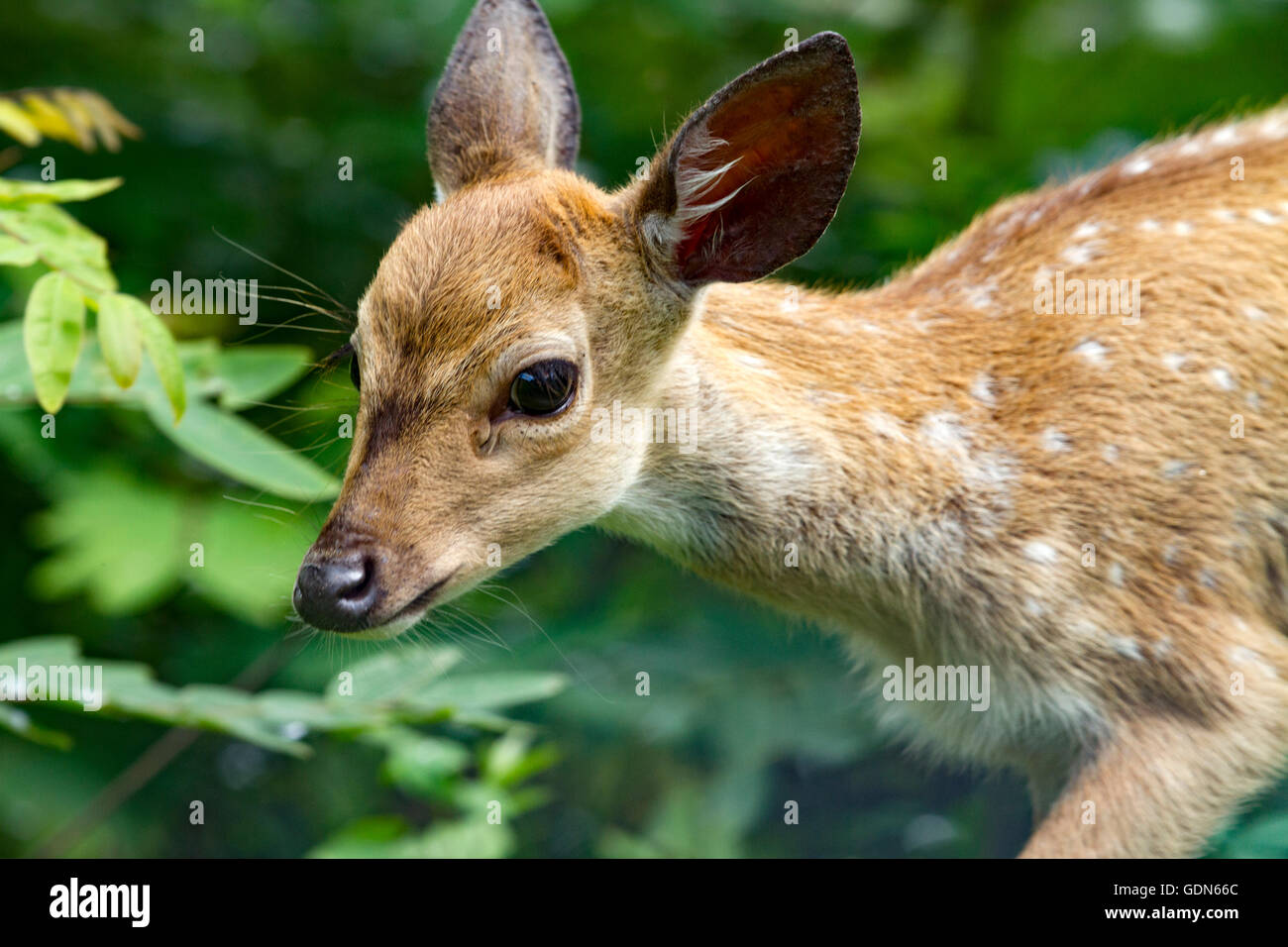 cute Spotted Deer baby In Nagarhole National Park Karnataka Stock Photo