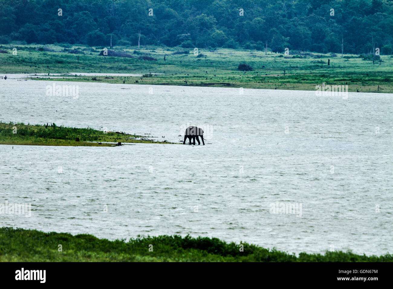 Wild Elephant walking towards lake of Kabini national park, India. Stock Photo