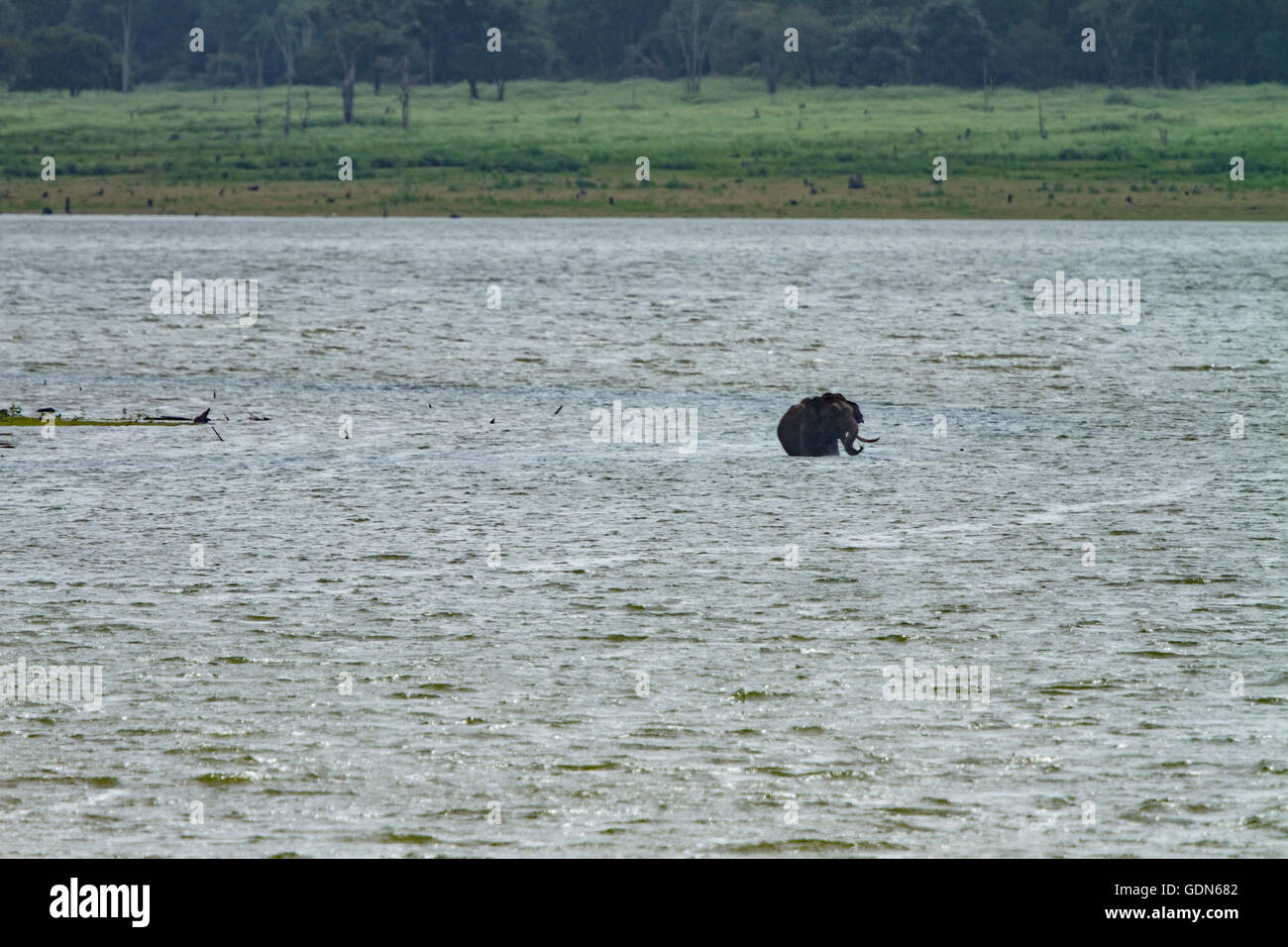 Wild Elephant bathing in lake of Kabini national park, India. Stock Photo