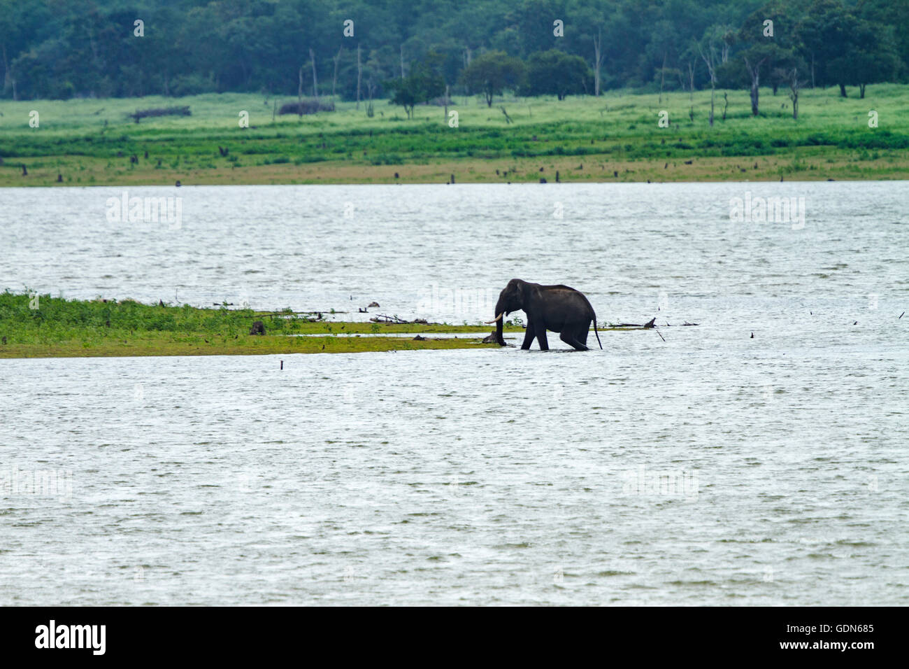Wild Elephant bathing in lake of Kabini national park, India. Stock Photo