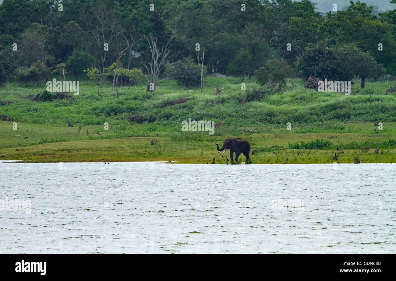 Wild Elephant  in lake side of Kabini national park, India. Stock Photo