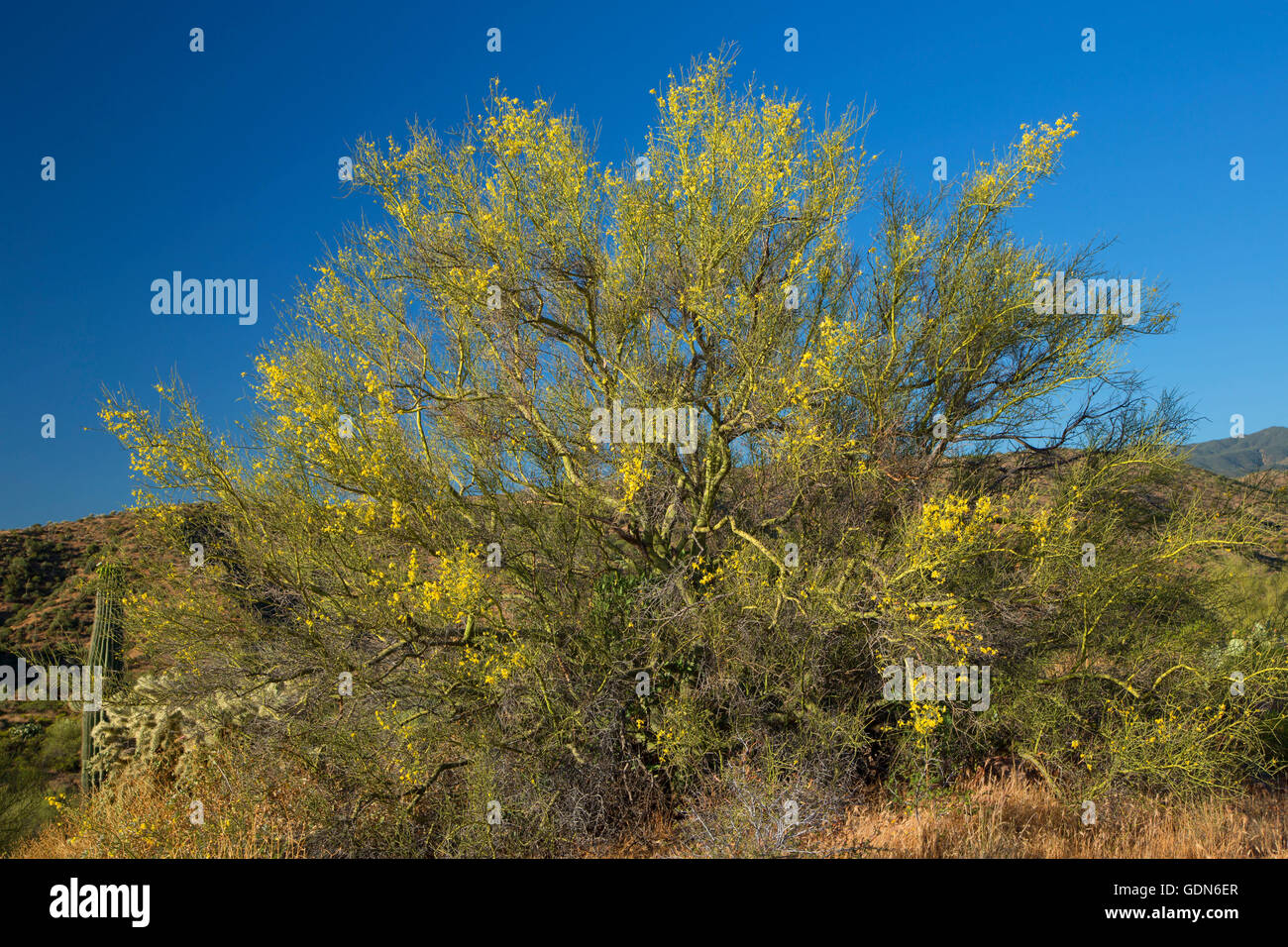 Palo verde tree arizona hires stock photography and images Alamy