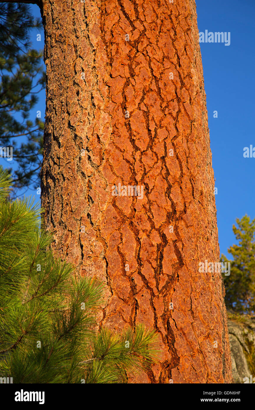 Jeffrey pine (Pinus jeffreyi) along Eagle Lake Trail, Lake Tahoe Basin