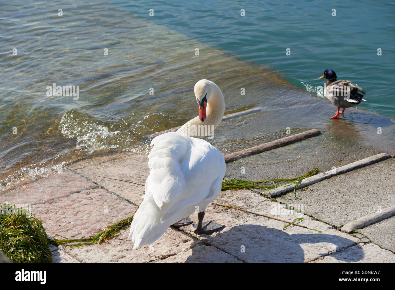 wild white swan at a waterside of the Lake Garda Stock Photo